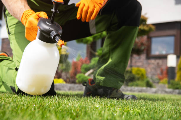 Best Mosquito Control Services  in Bullhead City, AZ