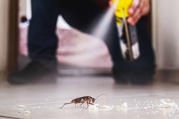 Best Wasp Removal Services  in Bullhead City, AZ