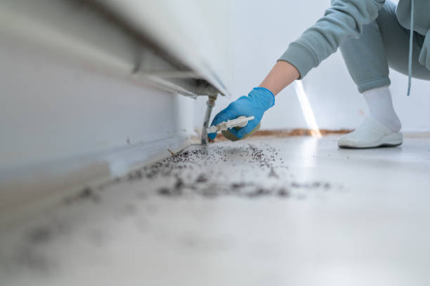 Bullhead City, AZ Pest Control Company